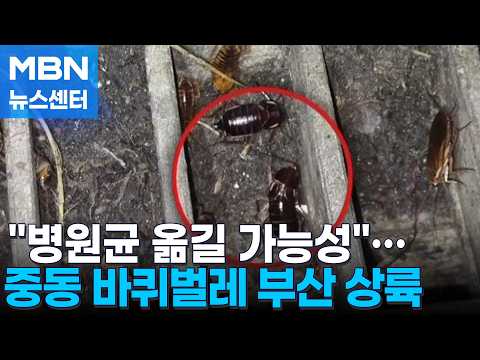 Middle Eastern Cockroaches Invade Busan… No Immediate Way to Get Rid of Them [MBN News Center]