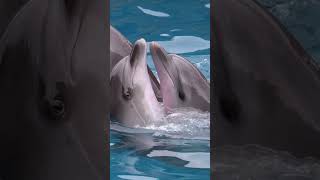 Dolphins Are Dancing & Meditation Music #shorts #dolphin #animals