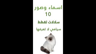 #shorts ماهي انواع سلالات قطط سيامي ؟