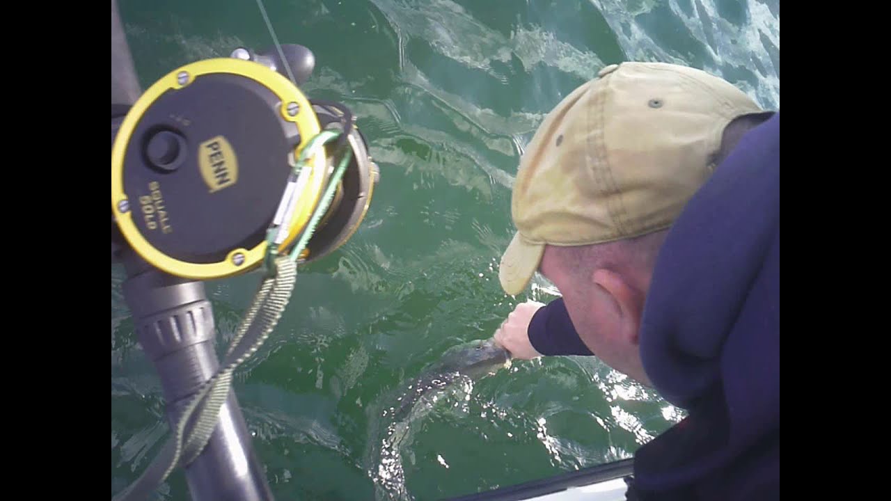 Late November NJ Striped Bass Fishing with Dolphins