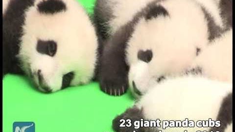 Cute alert! 23 giant panda cubs meet the public in SW China