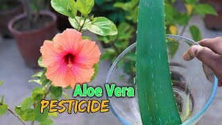 Natural Pesticide Making Within 30 Minutes using Aloe Vera || Organic Pesticide For Any Plants