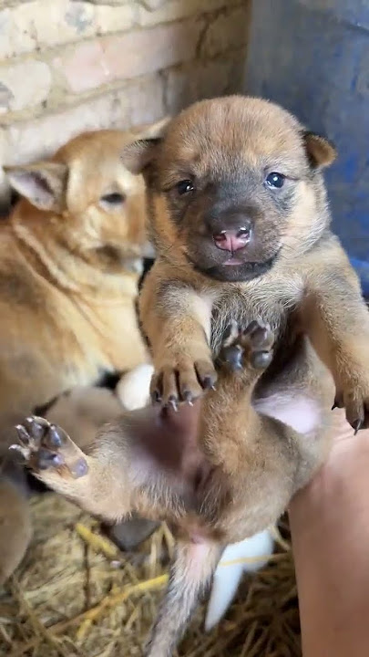 Download lagu You can borrow some of such a good little puppy like Rhubarb to see who doesn’t love such a litt