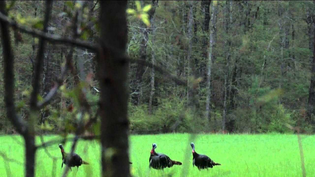 Turkey Hunting, 2016 YouTube