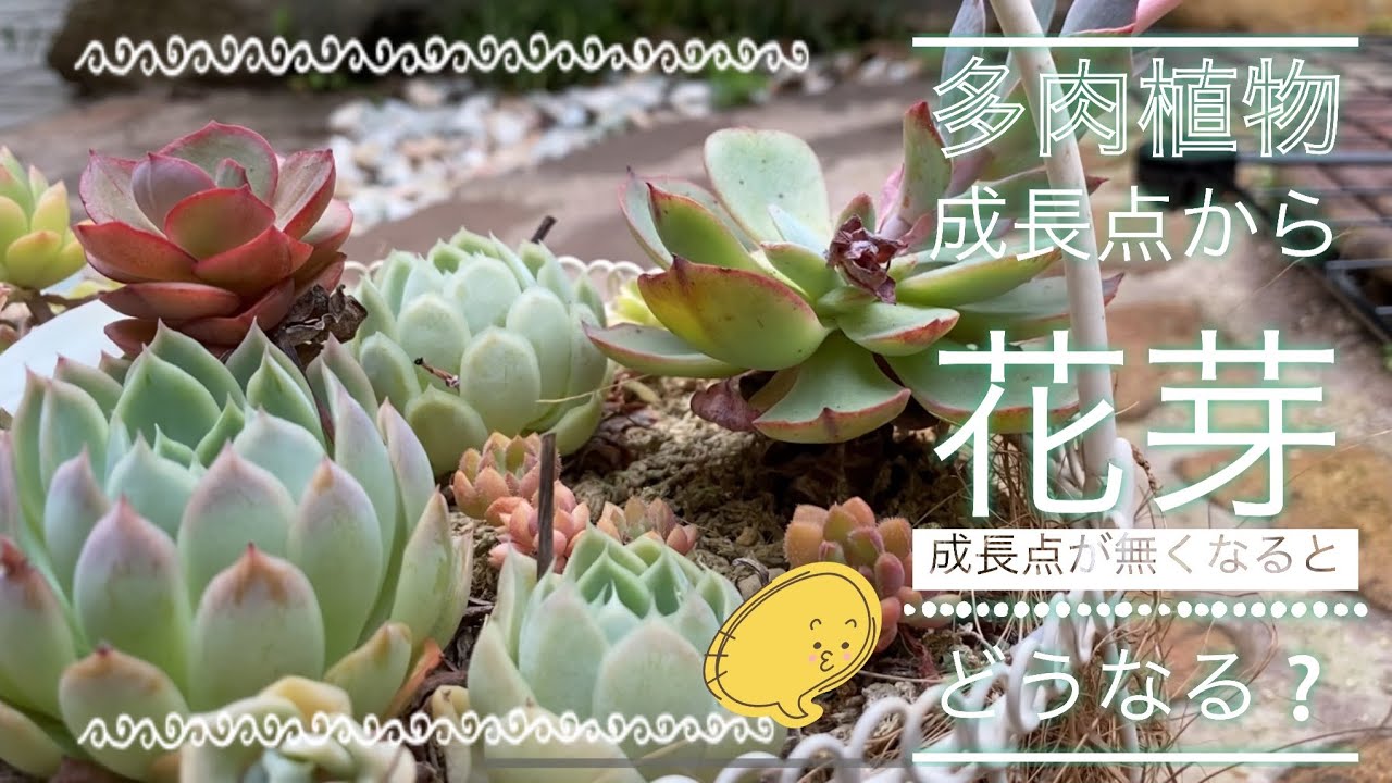 多肉植物 成長点から花芽が 成長点が無くなるとどうなる Youtube