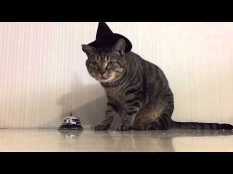 cat-wearing-witch-hat-rings-bell