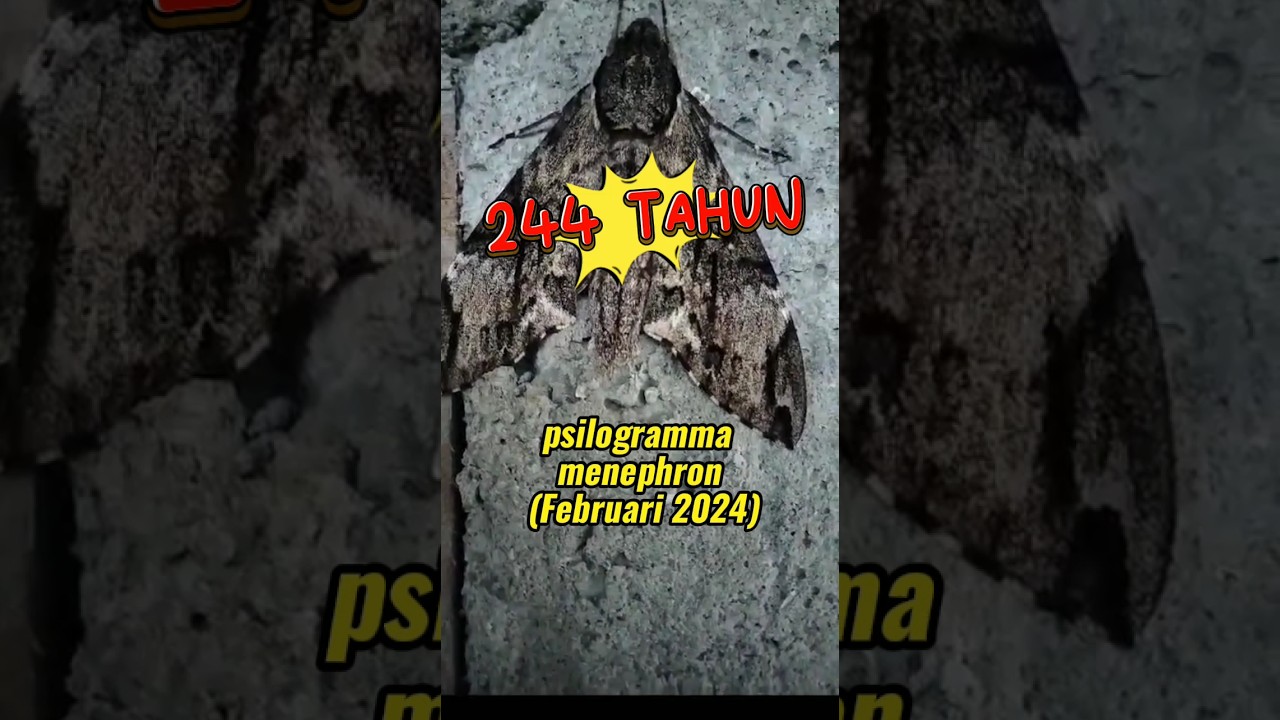 Ngengat psilogramma menephron (moth psilogramma menephron) sphingidae