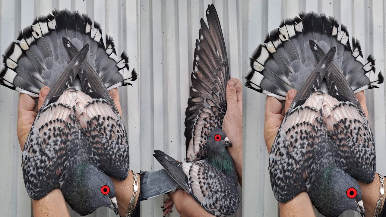 Top 20 most beautiful pigeons in the world Fancy pigeon price in BD