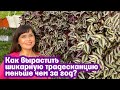 Как вырастить шикарную Традесканцию меньше чем за год?