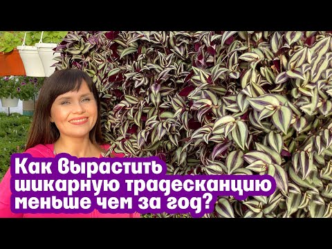 Видео: Цветя ли tradescantia zebrina?