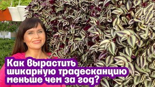 Как вырастить шикарную Традесканцию меньше чем за год?