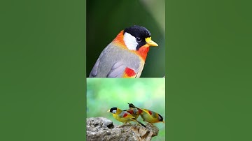 The Stunning Song of the Silver-eared Mesia #shots