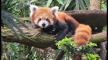 20220805 Red Panda Karma