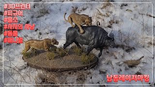 3D프린터로 사자의 버팔로 사냥 만들기 2화 / Making a Lion's Buffalo Hunt with a 3D Printer Episode 2