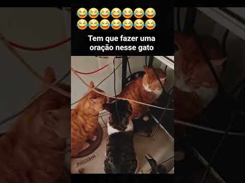 o gato ta roco kkkkk #humor #engraçado #viral #fyp #comedia #tops #furyou #reels #shorts #explorar