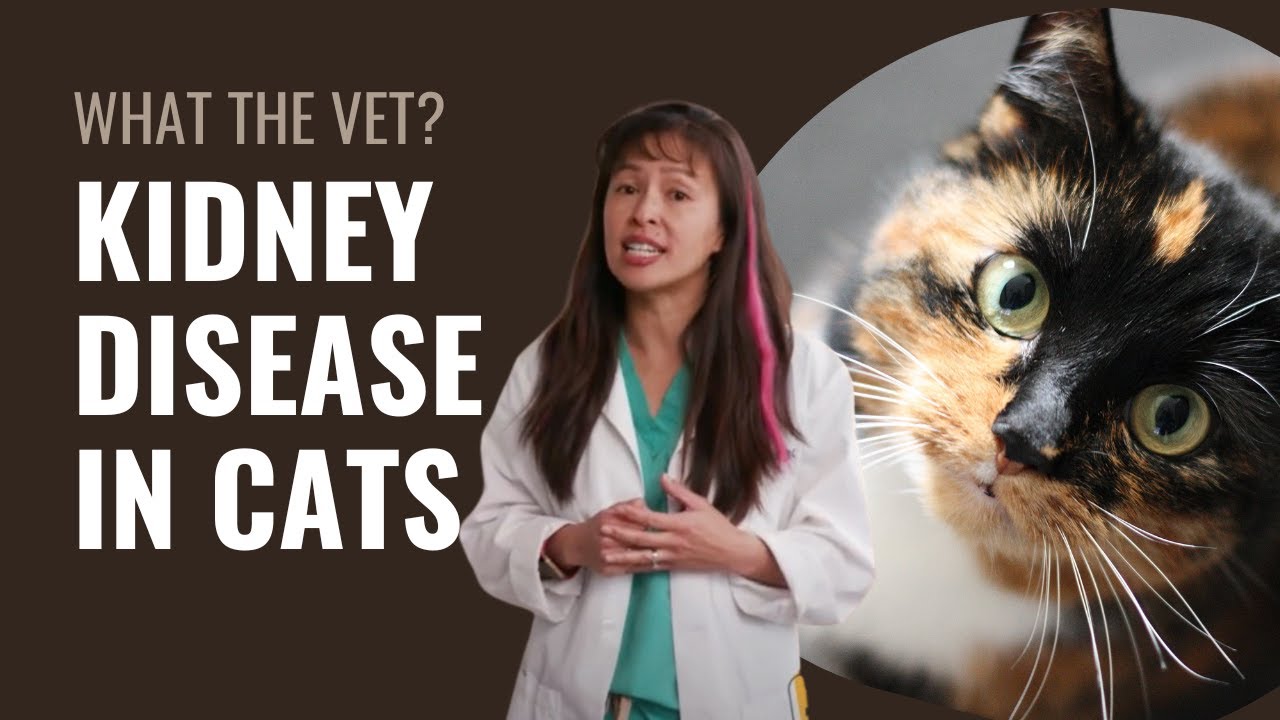 Kidney Disease in Cats - Dr. Justine Lee 