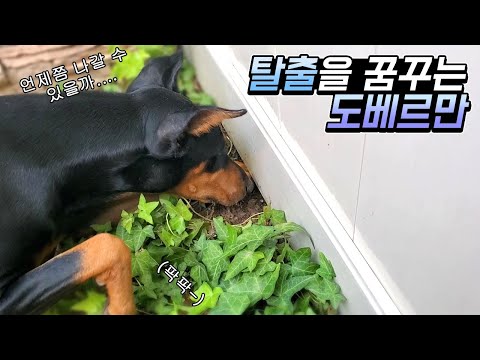 땅을 판지 n일 째... 나는 탈출을 꿈꾼다.... 🐕도베르만 일상