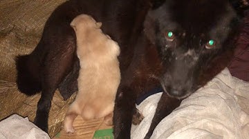 Chào đón năm 2024 : Bắc hà xù với Hmong cộc đuôi giới tính 2 cái 1 đực #dog #dientaytieuca #lythica