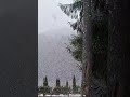 It's snowing like in fairy tales. #snowing #wintervibes #forestambience #soundofnature #snowflakes