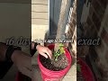 My Dog Ate My Tomato Plant… So I Did This 🍅🐶