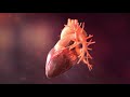 3D Heart Animation Demo Reel - Infuse Medical