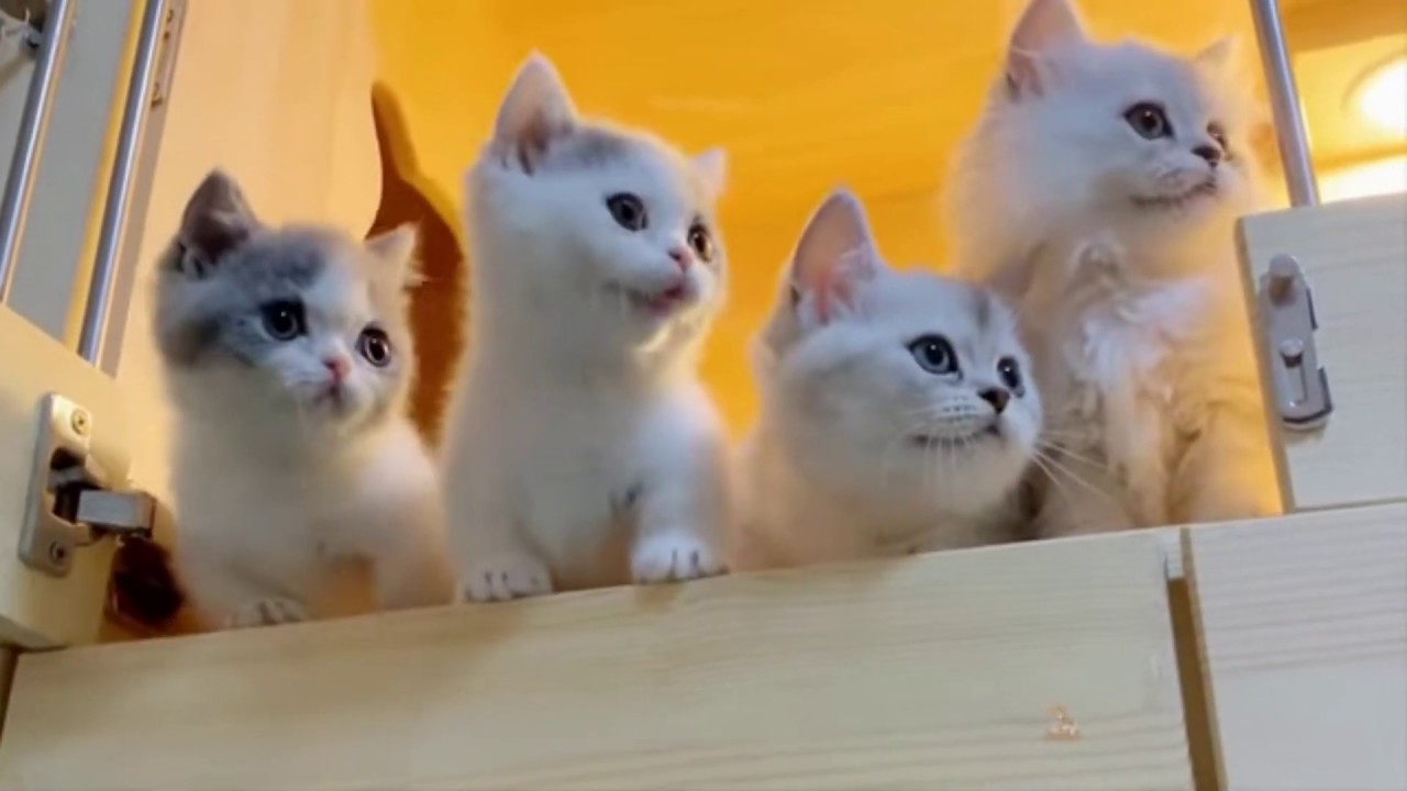 Baby Cats Cute And Funny Cat Videos Compilation2020 Animals You