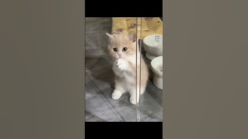 Những video mèo hài hước sẽ khiến bạn ngỡ ngàng