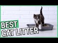 Best Cat Litter | 5 Best Cat Litters 2020 🐱 ✅