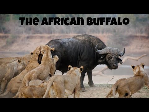 Video: Bufali africani: descrizione, varietà