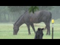 Not All Horses Do The Same Thing All The Time - Buddy Hides From Rain Mr. T Embraces The Rain