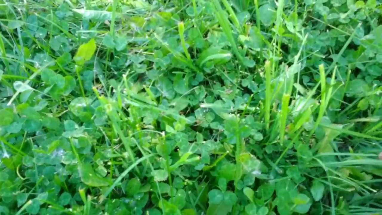 How to find a four leaf clover - YouTube