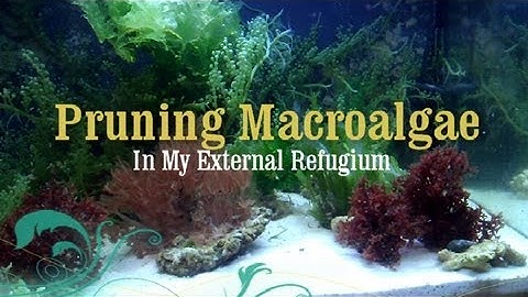 Reef Tank: How to Prune Macro Algae in a Refugium
