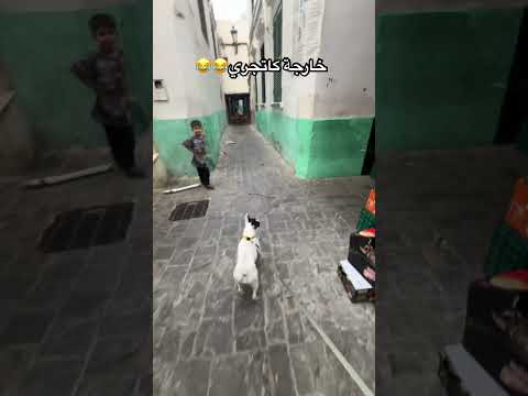 خارجة موراه  كلاب  اكسبلور 
