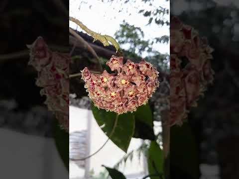 Video: Poci daun ganda - dekorasi hutan