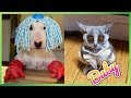 Fun and Funny Moments of Cute Animals #13