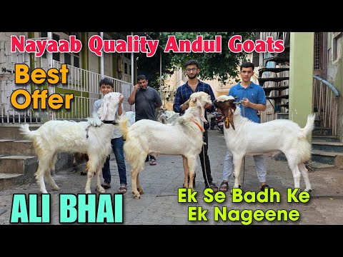 2026 Nayaab Quality Andul Goats At ALI BHAI | Ek Se Badh Ke Ek Garam Andul Bakre In Bhiwandi 