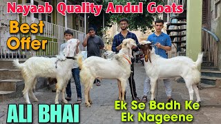 2026 Nayaab Quality Andul Goats At ALI BHAI | Ek Se Badh Ke Ek Garam Andul Bakre In Bhiwandi 
