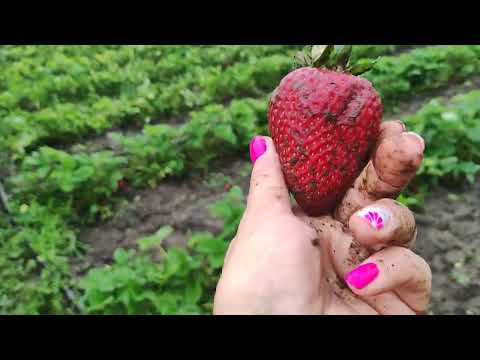 🍓Клубника Сирия🍓(среднего срока