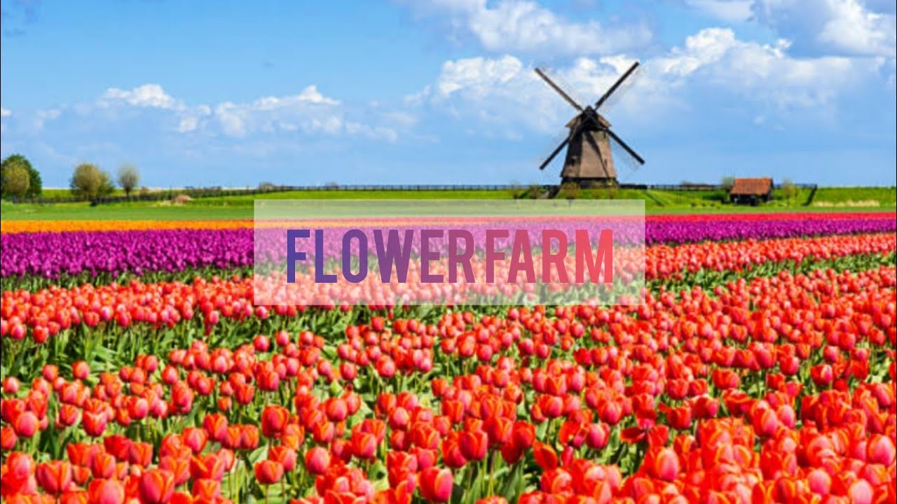 Flower Farm at Pacol, Naga City Ysa's Style YouTube