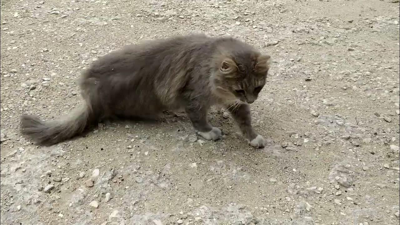 Кошка Машка вышла прогуляться. - YouTube