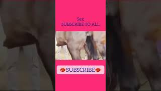 Horse aggressive sex footage #shorts