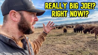 Action From Big Joe...Hauling Hay and This Happened! by Cross Timbers Bison 60,600 views 2 months ago 26 minutes