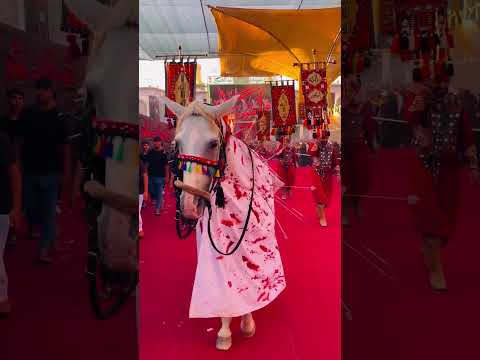شاهد ماذا فعل الحصان اثناء التشابيه قرب حرم الامام الحسين عليه السلام