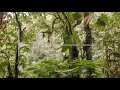 Understanding Forest Degradation through Soundscapes
