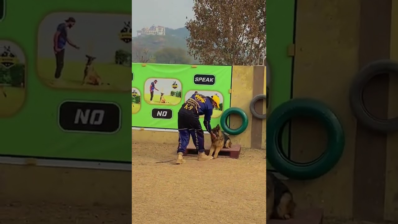 German Shepherd Max Obedience Training at Pet's Secret Dog Training Center 