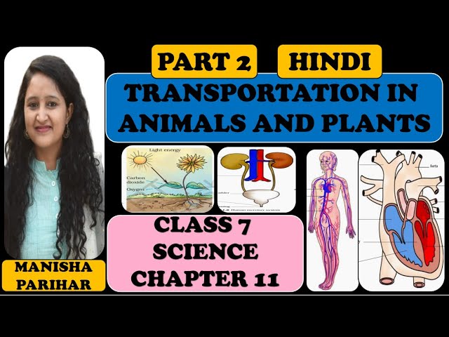 TRANSPORTATION IN ANIMALS AND PLANTS : CLASS 7 SCIENCE: CHAPTER 11: PART 2  : HINDI I MANISHA PARIHAR - YouTube