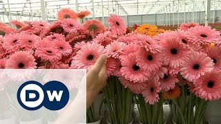 Чем голландские цветы навредили Кремлю?