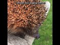 Wild hedgehog released after fungal infection treatments - Hornbeam Wood Hedgehog Sanctuary