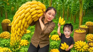 Download Lagu 1000kg Banana Harvest! Single Mom Cooks Delicious Dishes to Sell! MP3 Download Lagu 1000kg Banana Harvest! Single Mom Cooks Delicious Dishes to Sell! MP3