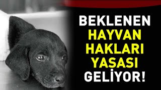 Beklenen Hayvan Hakları Yasası Geliyor Beklenen Hayvan Hakları Yasası Geliyor